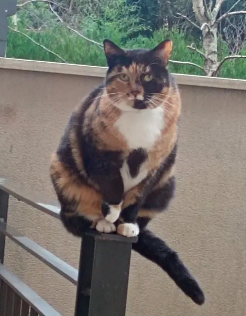 chatte lost   78500 Sartrouville Saga