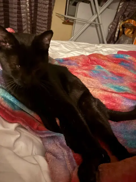 chatte lost   78470 Saint-Lambert Minette