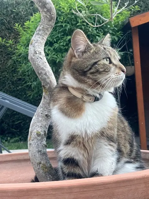 chatte lost   78340 Les Clayes-sous-Bois Sally