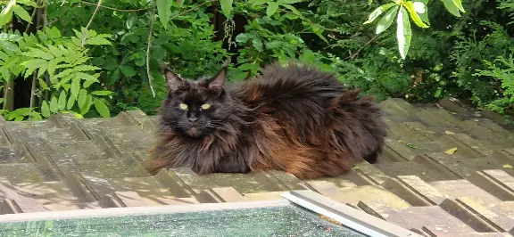 Chatte Perdue 78 Yvelines - Salsa Chatte Perdue 78 Yvelines - Salsa