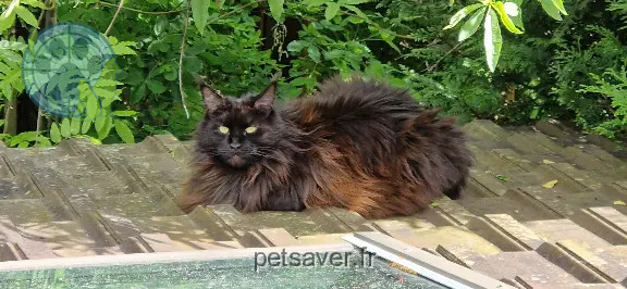 Chatte Perdue 78 Yvelines - Salsa Chatte Perdue 78 Yvelines - Salsa