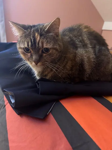 chatte lost   78110 Le Vésinet Sansnom