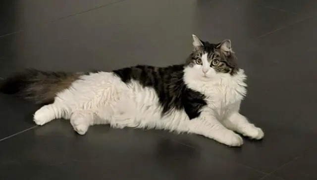 chatte lost   78800 Houilles Saphir