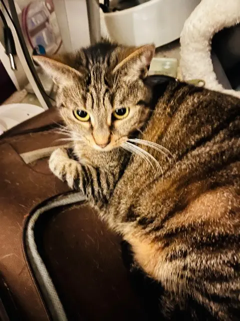 chatte lost   78000 Versailles Scarlett