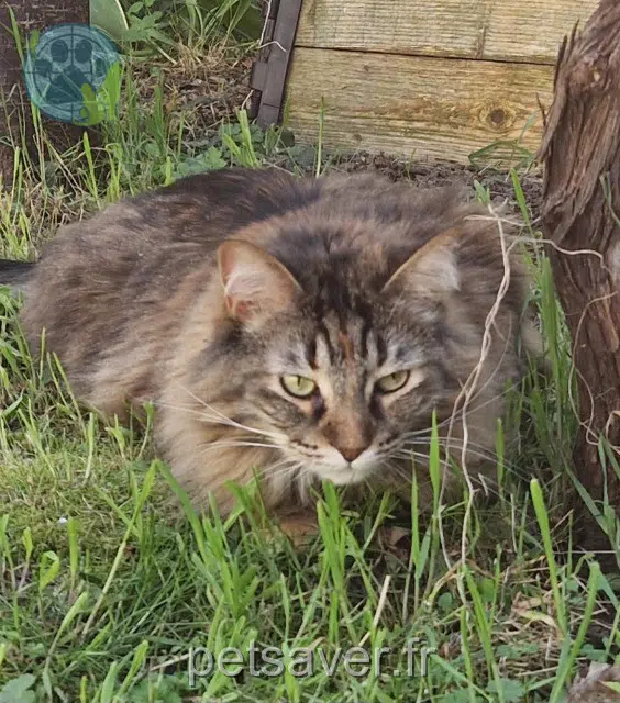 gata perdida 78800 Houilles Shady gata lost 78800 Houilles Shady
