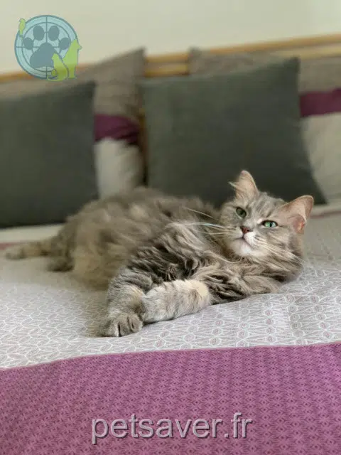 chatte lost   78370 Plaisir Shana