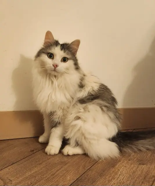 chatte lost   78570 Andrésy Sonny