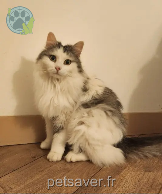 Katze vermisst 78570 Andrésy Sonny Katze lost 78570 Andrésy Sonny