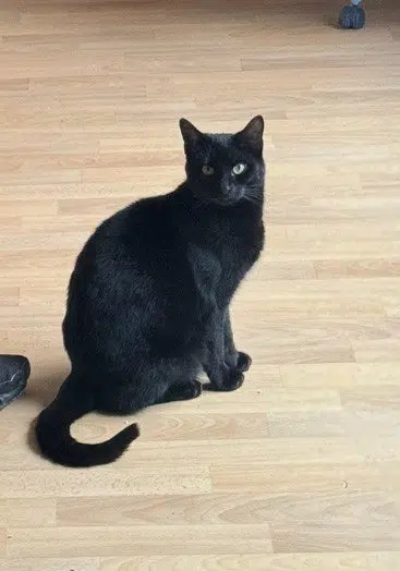 chatte lost   78180 Montigny-le-Bretonneux Soso