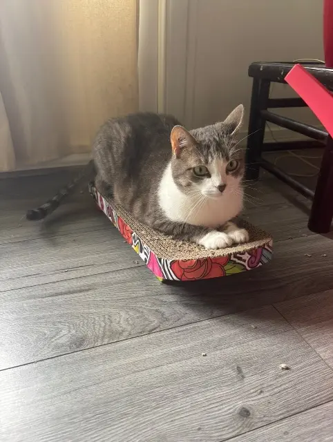 chatte lost   78170 La Celle-Saint-Cloud Spicy