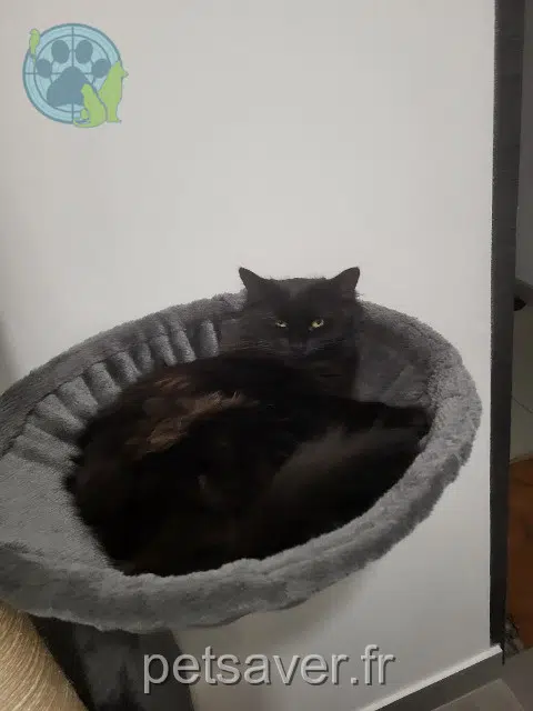 chatte lost   78250 Hardricourt Stella