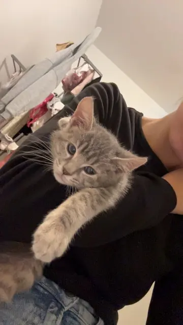 chatte lost   78990 Élancourt Stella