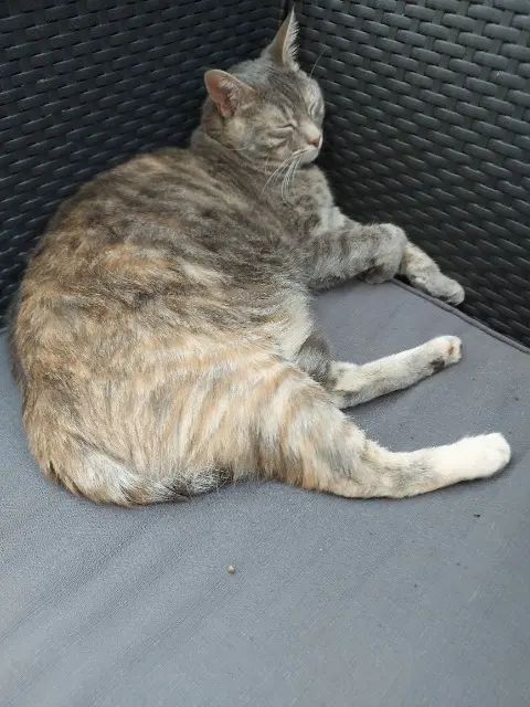 chatte lost   78370 Plaisir Suri