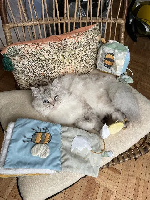 chatte lost   78230 Le Pecq Sushi