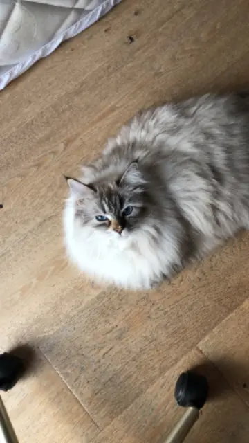 chatte lost   78580 Herbeville Sweetie