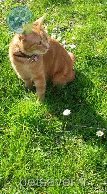 gata perdida 78160 Marly-le-Roi Swinguy gata lost 78160 Marly-le-Roi Swinguy