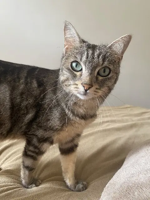 chatte lost   78000 Versailles Syrah