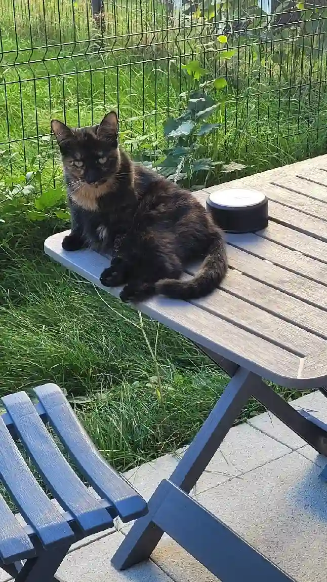 Chatte Perdue 78 Yvelines - Tess Chatte Perdue 78 Yvelines - Tess