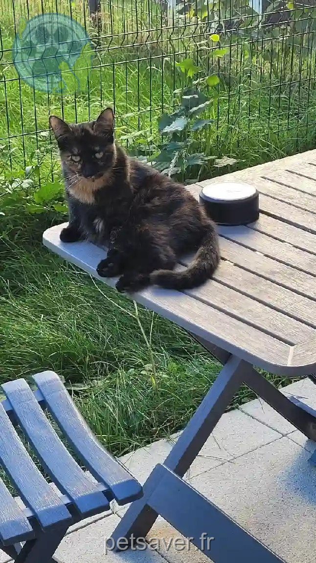 Chatte Perdue 78 Yvelines - Tess Chatte Perdue 78 Yvelines - Tess