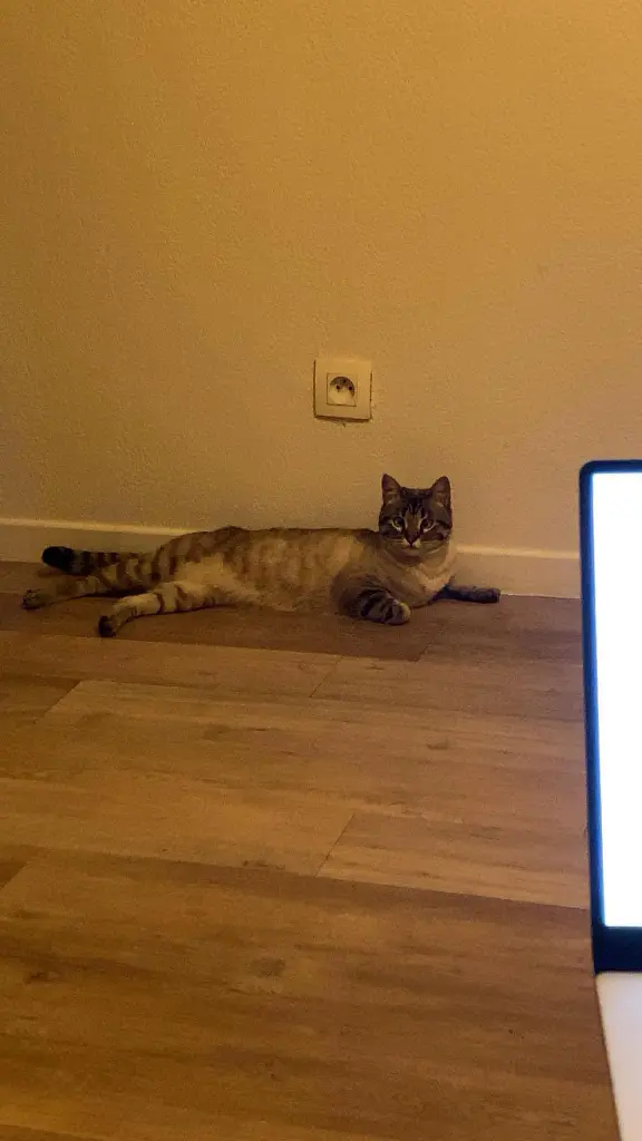 Chatte Perdue 78 Yvelines - Tethis Chatte Perdue 78 Yvelines - Tethis
