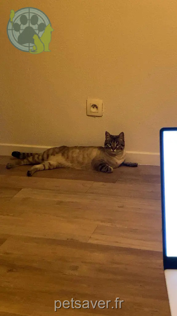 Chatte Perdue 78 Yvelines - Tethis Chatte Perdue 78 Yvelines - Tethis