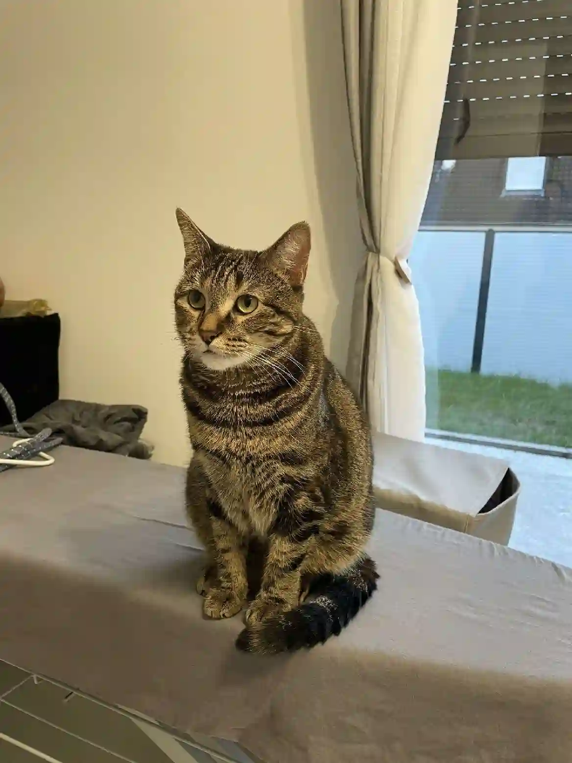 Chatte Perdue 78 Yvelines - Tia Chatte Perdue 78 Yvelines - Tia