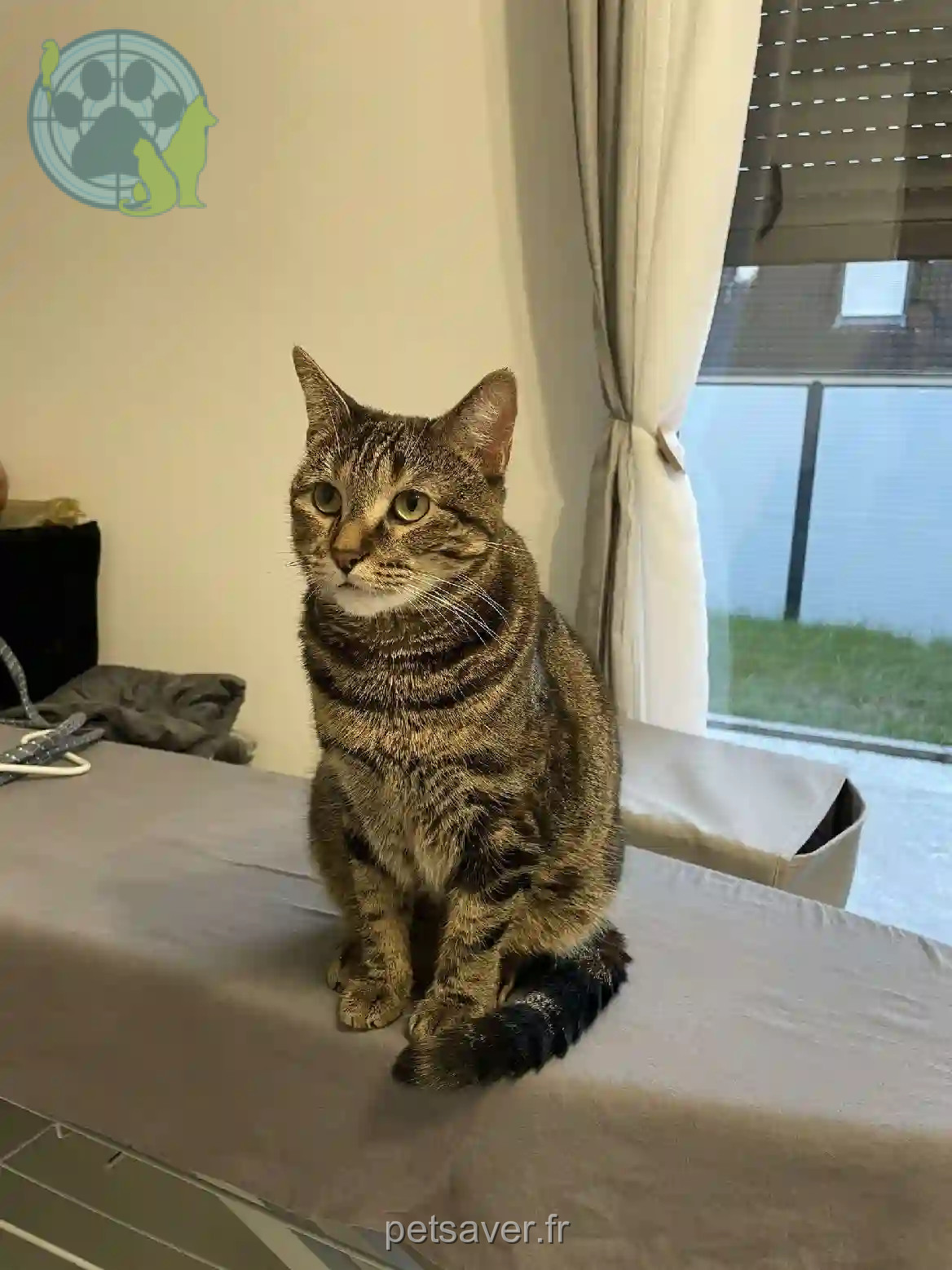Chatte Perdue 78 Yvelines - Tia Chatte Perdue 78 Yvelines - Tia