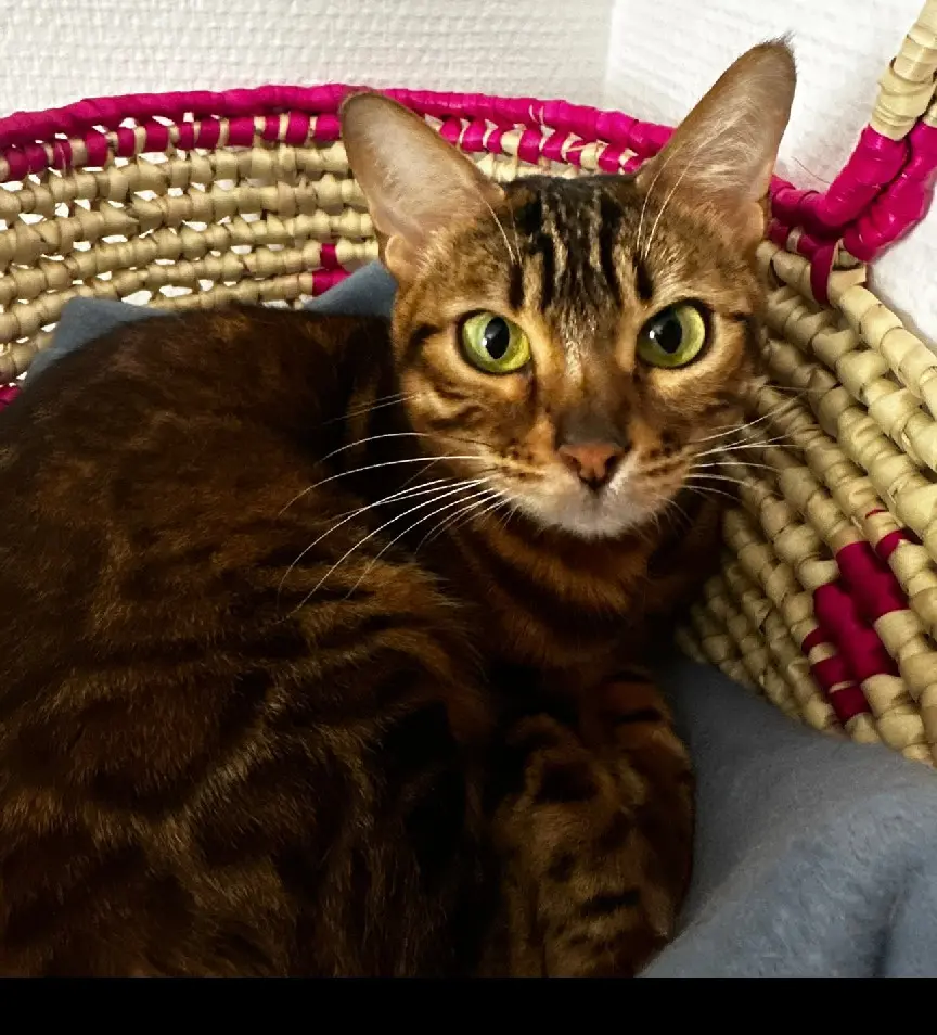 Chatte Perdue 78 Yvelines - Tina Chatte Perdue 78 Yvelines - Tina