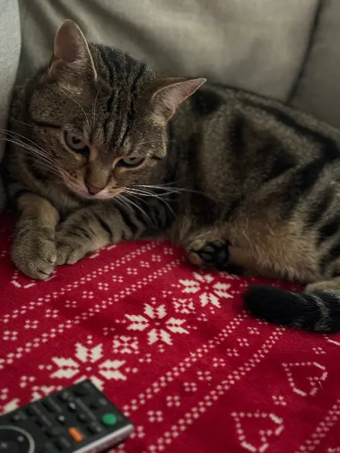 Chatte Perdue 78 Yvelines - Toupie Chatte Perdue 78 Yvelines - Toupie