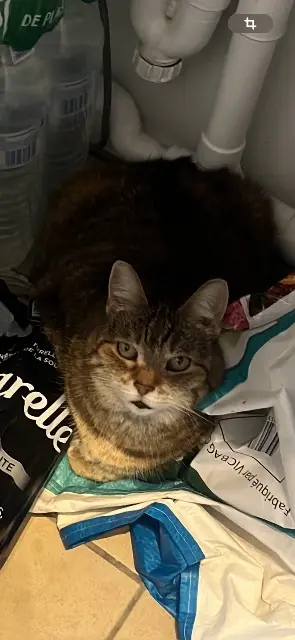 chatte lost   78150 Le Chesnay-Rocquencourt Toxine