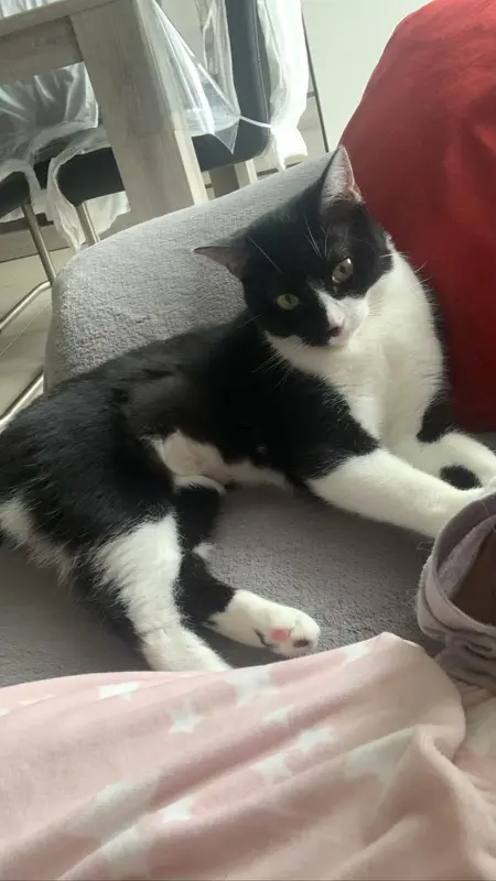 Chatte Perdue 78 Yvelines - Tsookie Chatte Perdue 78 Yvelines - Tsookie