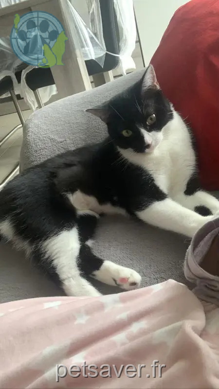 Chatte Perdue 78 Yvelines - Tsookie Chatte Perdue 78 Yvelines - Tsookie