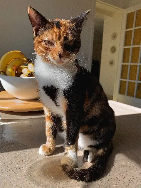 chatte lost   78800 Houilles Turbo