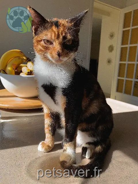 kat vermist 78800 Houilles Turbo kat lost 78800 Houilles Turbo