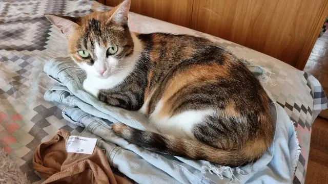 chatte lost   78200 Mantes-la-Jolie Uké