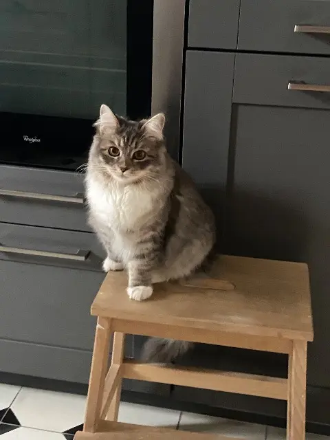 chatte lost   78800 Houilles Umi