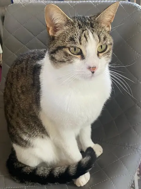 chatte lost   78930 Guerville Umie