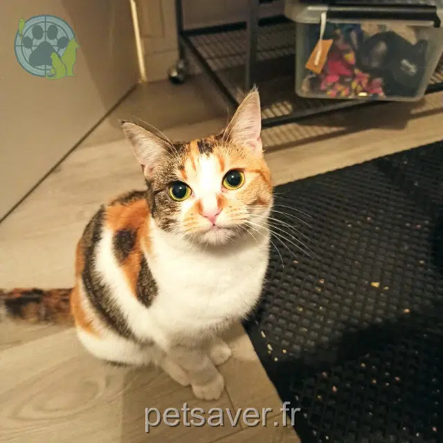 chatte lost   78230 Le Pecq Una