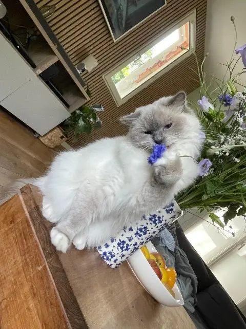 chatte lost   78110 Le Vésinet Uneko