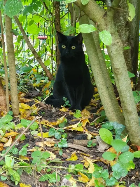 chatte lost   78440 Sailly Upsilon