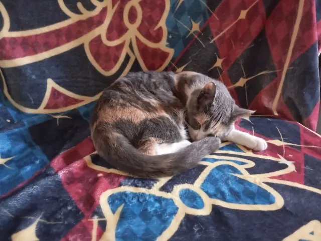 chatte lost   78420 Carrières-sur-Seine Vertin