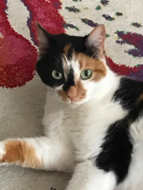 gatta persa 78270 Bonnières-sur-Seine Virgule gatta lost 78270 Bonnières-sur-Seine Virgule