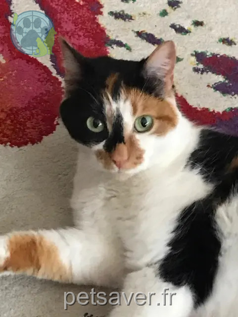 Katze vermisst 78270 Bonnières-sur-Seine Virgule Katze lost 78270 Bonnières-sur-Seine Virgule