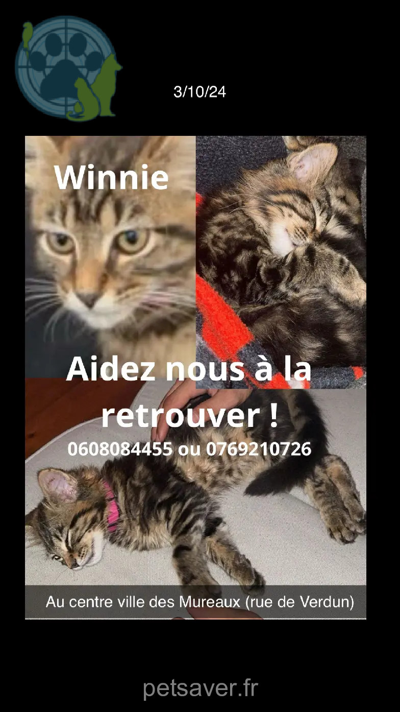 Chatte Perdue 78 Yvelines - Winnie Chatte Perdue 78 Yvelines - Winnie