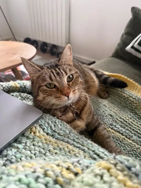 chatte lost   78450 Villepreux Wiskie