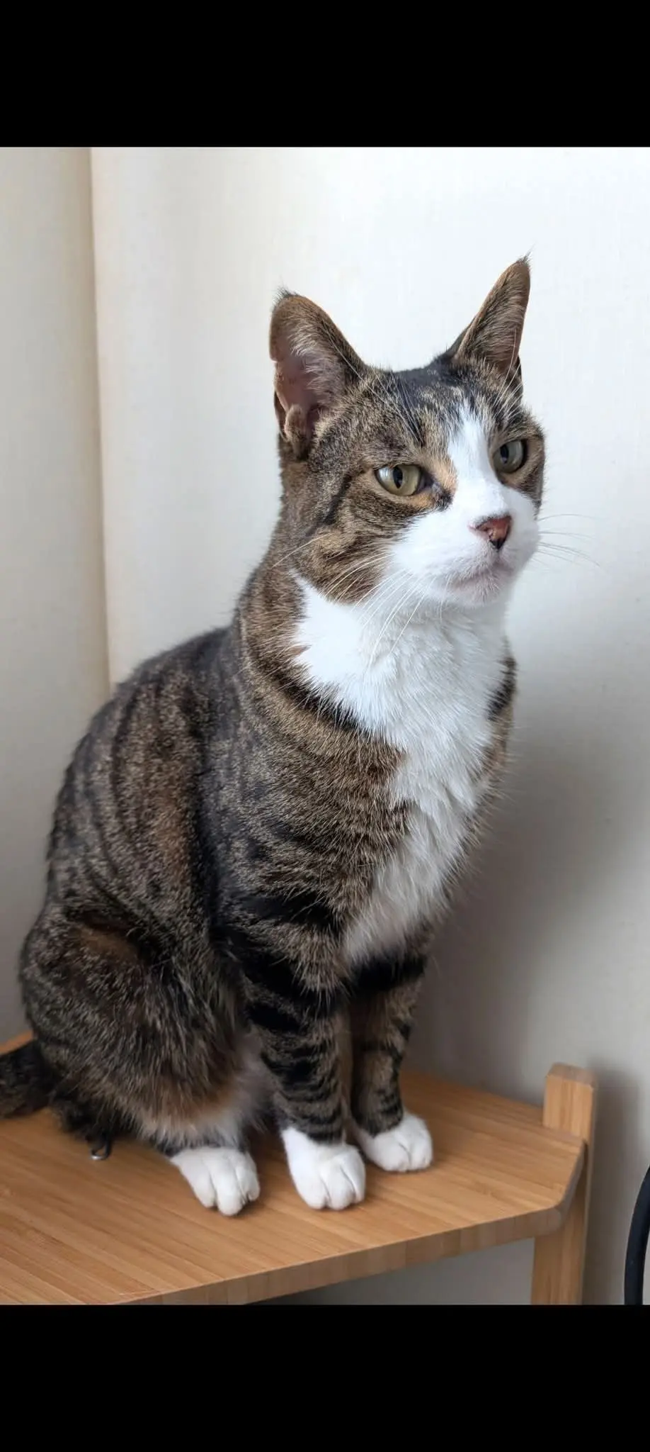 Chatte Perdue 78 Yvelines - Yuki Chatte Perdue 78 Yvelines - Yuki