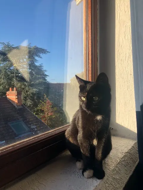 chatte lost   78200 Mantes-la-Jolie YUUMI