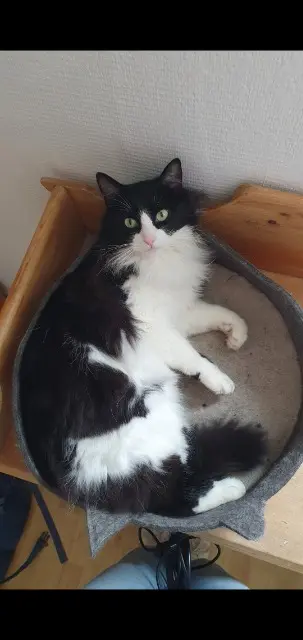 chatte lost   78320 Le Mesnil-Saint-Denis Zarah