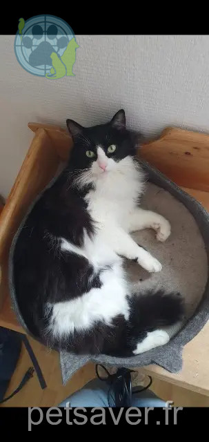 chatte perdue 78320 Le Mesnil-Saint-Denis Zarah chatte lost 78320 Le Mesnil-Saint-Denis Zarah