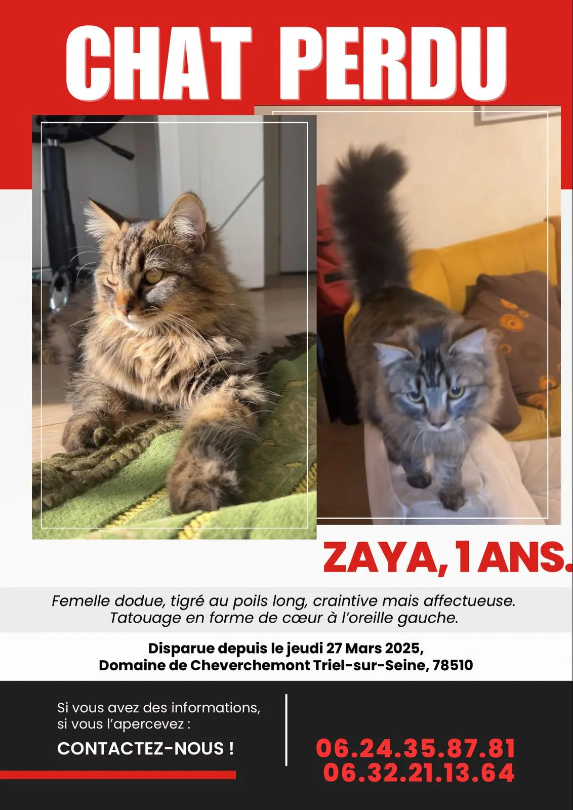 gata perdida 78510 Triel-sur-Seine Zaya gata lost 78510 Triel-sur-Seine Zaya